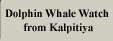 Dolphin Whale Tour